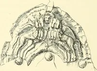 An illustration from Catalogue of the jewellery, Greek, Etruscan, and Roman, in the departments of antiquities, British Museum (1911)