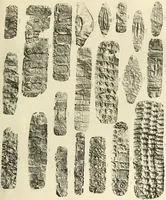 An illustration from Catalogue of the jewellery, Greek, Etruscan, and Roman, in the departments of antiquities, British Museum (1911)