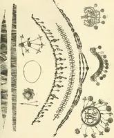 An illustration from Catalogue of the jewellery, Greek, Etruscan, and Roman, in the departments of antiquities, British Museum (1911)