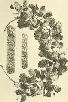An illustration from Catalogue of the jewellery, Greek, Etruscan, and Roman, in the departments of antiquities, British Museum (1911)