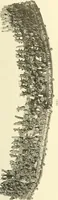 An illustration from Catalogue of the jewellery, Greek, Etruscan, and Roman, in the departments of antiquities, British Museum (1911)