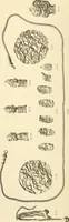 An illustration from Catalogue of the jewellery, Greek, Etruscan, and Roman, in the departments of antiquities, British Museum (1911)
