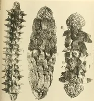 An illustration from Catalogue of the jewellery, Greek, Etruscan, and Roman, in the departments of antiquities, British Museum (1911)