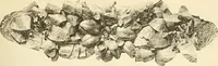 An illustration from Catalogue of the jewellery, Greek, Etruscan, and Roman, in the departments of antiquities, British Museum (1911)