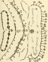 An illustration from Catalogue of the jewellery, Greek, Etruscan, and Roman, in the departments of antiquities, British Museum (1911)