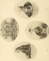 An illustration from Catalogue of mediæval & later antiquities contained in the Mayer Museum, including the Mather collection of miniatures and medals relating to the Bonaparte family (1883)