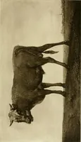 An illustration from Catalogue of paintings and sculpture in the collection of Charles T. Yerkes, esq., New York (1904)