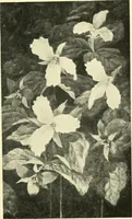 An illustration from Catalogue of pictures and sculpture given by Canadian artists in aid of the patriotic fund ... Toronto, December the thirtieth, nineteen-fourteen (1914)