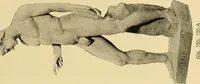 An illustration from Catalogue of plaster cast reproductions from antique, medieval and modern sculpture : subjects for art schools. (1901)