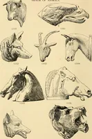 An illustration from Catalogue of plaster cast reproductions from antique, medieval and modern sculpture : subjects for art schools. (1901)