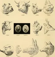 An illustration from Catalogue of plaster cast reproductions from antique, medieval and modern sculpture : subjects for art schools. (1901)
