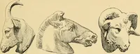 An illustration from Catalogue of plaster cast reproductions from antique, medieval and modern sculpture : subjects for art schools. (1901)