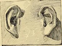 An illustration from Catalogue of plaster cast reproductions from antique, medieval and modern sculpture : subjects for art schools. (1901)