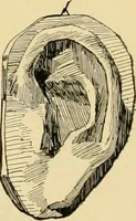 An illustration from Catalogue of plaster cast reproductions from antique, medieval and modern sculpture : subjects for art schools. (1901)