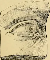 An illustration from Catalogue of plaster cast reproductions from antique, medieval and modern sculpture : subjects for art schools. (1901)