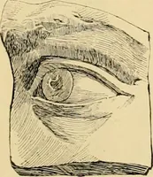 An illustration from Catalogue of plaster cast reproductions from antique, medieval and modern sculpture : subjects for art schools. (1901)