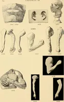 An illustration from Catalogue of plaster cast reproductions from antique, medieval and modern sculpture : subjects for art schools. (1901)
