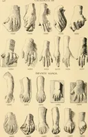 An illustration from Catalogue of plaster cast reproductions from antique, medieval and modern sculpture : subjects for art schools. (1901)