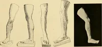 An illustration from Catalogue of plaster cast reproductions from antique, medieval and modern sculpture : subjects for art schools. (1901)