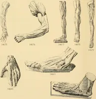 An illustration from Catalogue of plaster cast reproductions from antique, medieval and modern sculpture : subjects for art schools. (1901)