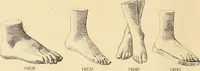 An illustration from Catalogue of plaster cast reproductions from antique, medieval and modern sculpture : subjects for art schools. (1901)