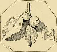 An illustration from Catalogue of plaster cast reproductions from antique, medieval and modern sculpture : subjects for art schools. (1901)