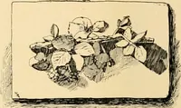 An illustration from Catalogue of plaster cast reproductions from antique, medieval and modern sculpture : subjects for art schools. (1901)
