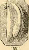 Picture 567 of 726 from Catalogue of plaster cast reproductions from antique, medieval and modern sculpture : subjects for art schools. (1901), leaf 247