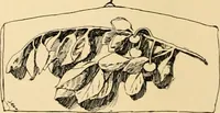 An illustration from Catalogue of plaster cast reproductions from antique, medieval and modern sculpture : subjects for art schools. (1901)