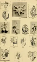An illustration from Catalogue of plaster cast reproductions from antique, medieval and modern sculpture : subjects for art schools. (1901)