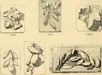 An illustration from Catalogue of plaster cast reproductions from antique, medieval and modern sculpture : subjects for art schools. (1901)