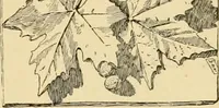 An illustration from Catalogue of plaster cast reproductions from antique, medieval and modern sculpture : subjects for art schools. (1901)