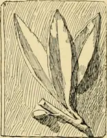 An illustration from Catalogue of plaster cast reproductions from antique, medieval and modern sculpture : subjects for art schools. (1901)
