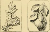 An illustration from Catalogue of plaster cast reproductions from antique, medieval and modern sculpture : subjects for art schools. (1901)
