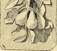 An illustration from Catalogue of plaster cast reproductions from antique, medieval and modern sculpture : subjects for art schools. (1901)