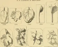 Picture 584 of 726 from Catalogue of plaster cast reproductions from antique, medieval and modern sculpture : subjects for art schools. (1901), leaf 252