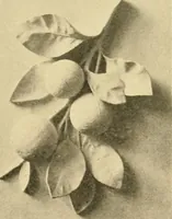 An illustration from Catalogue of plaster cast reproductions from antique, medieval and modern sculpture : subjects for art schools. (1901)