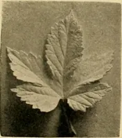 An illustration from Catalogue of plaster cast reproductions from antique, medieval and modern sculpture : subjects for art schools. (1901)