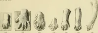 An illustration from Catalogue of plaster cast reproductions from antique, medieval and modern sculpture. (1894)