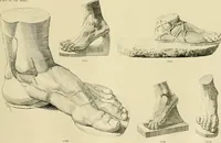 An illustration from Catalogue of plaster cast reproductions from antique, medieval and modern sculpture. (1894)