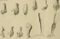 An illustration from Catalogue of plaster cast reproductions from antique, medieval and modern sculpture. (1894)
