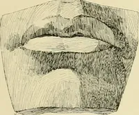 An illustration from Catalogue of plaster cast reproductions from antique, medieval and modern sculpture. (1894)