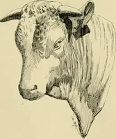 An illustration from Catalogue of plaster cast reproductions from antique, medieval and modern sculpture. (1894)