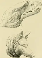 An illustration from Catalogue of plaster cast reproductions from antique, medieval and modern sculpture. (1894)