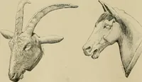 An illustration from Catalogue of plaster cast reproductions from antique, medieval and modern sculpture. (1894)