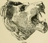 An illustration from Catalogue of plaster cast reproductions from antique, medieval and modern sculpture. (1894)