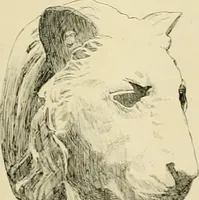 An illustration from Catalogue of plaster cast reproductions from antique, medieval and modern sculpture. (1894)