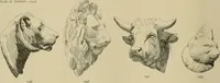 An illustration from Catalogue of plaster cast reproductions from antique, medieval and modern sculpture. (1894)