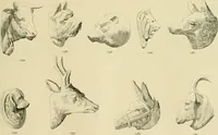 An illustration from Catalogue of plaster cast reproductions from antique, medieval and modern sculpture. (1894)