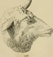 An illustration from Catalogue of plaster cast reproductions from antique, medieval and modern sculpture. (1894)